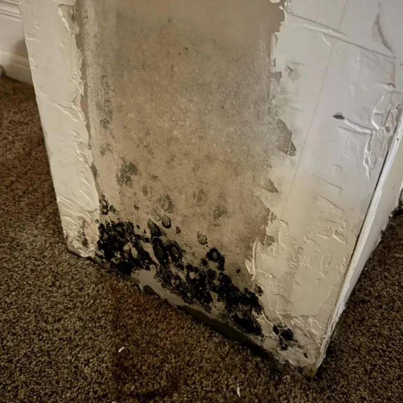 Professional Mold Removal in Lehi, UT
